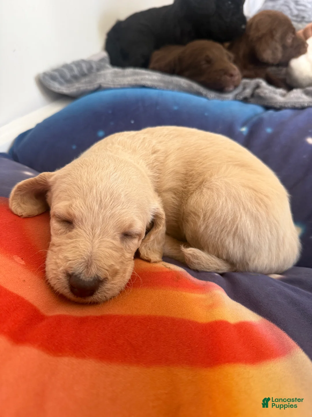 Double Doodle dogs for sale: Double Doodle 8 - Ad 1