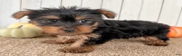 Yorkshire Terrier dogs for sale: Sugar Female AKC Yorkshire Terrier - Ad 7