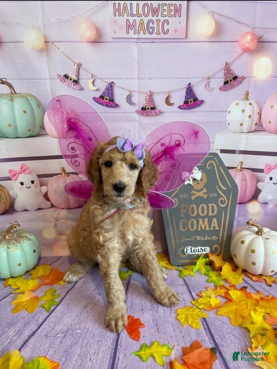 Standard Poodle dogs Eloise/Gray Collar Girl - Ad 4
