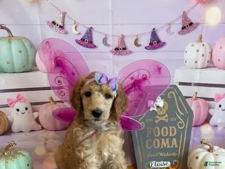 Standard Poodle dogs Eloise/Gray Collar Girl - Ad 4
