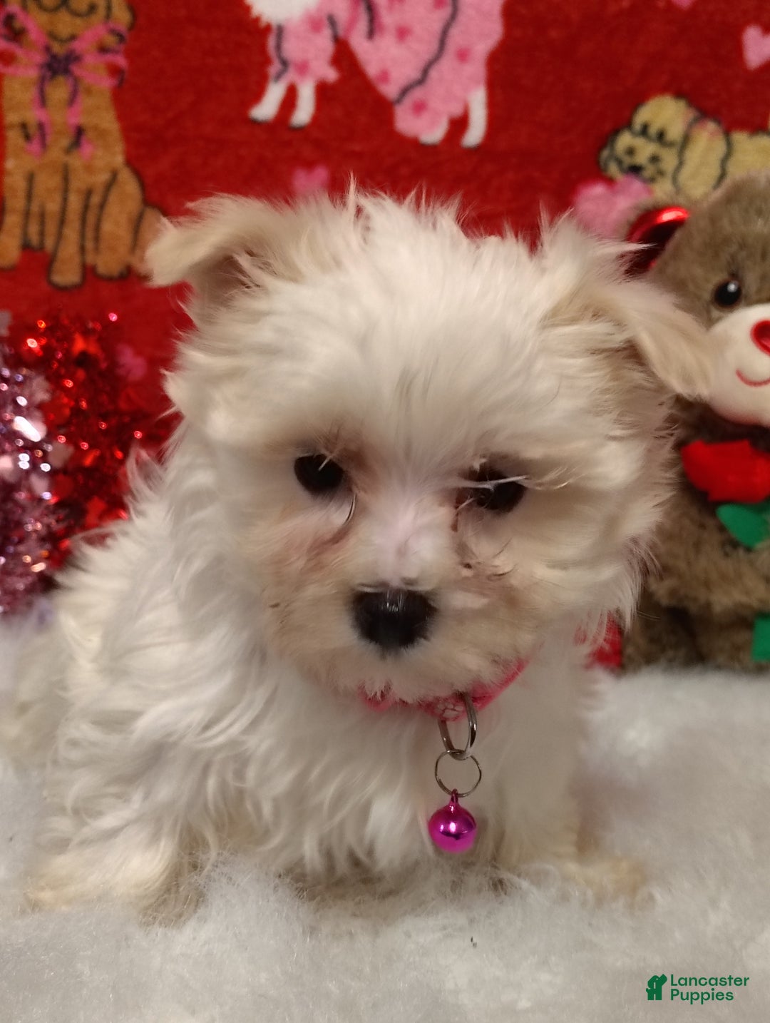 Maltese dogs for sale: Olivia - pink - Ad 3