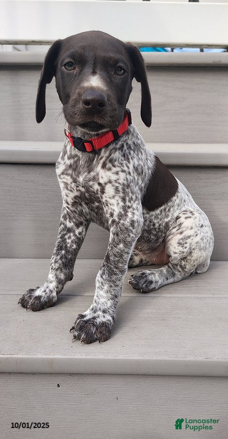 German Shorthaired Pointer Puppies for sale in Pennsylvania