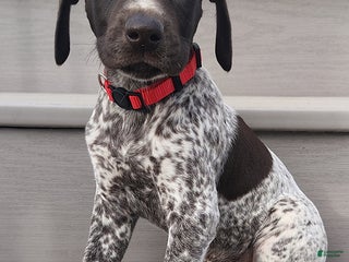 German Shorthaired Pointer dogs - Ad 9