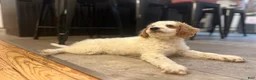Mini Goldendoodle dogs for sale: Geroge - Ad 3