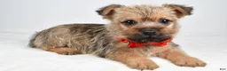 Cairn Terrier dogs for sale: Chester - Ad 1