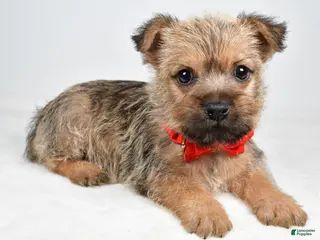 Cairn Terrier dogs for sale: Chester - Ad 1