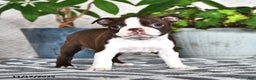 Boston Terrier dogs for sale: Renae - Ad 3