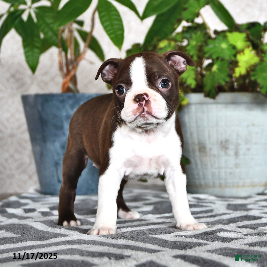 Boston Terrier dogs for sale: Renae - Ad 3