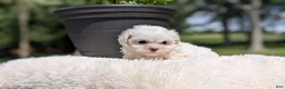 Maltese dogs for sale: Mason - Ad 6