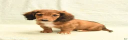 Dachshund dogs for sale: Fred - Ad 2