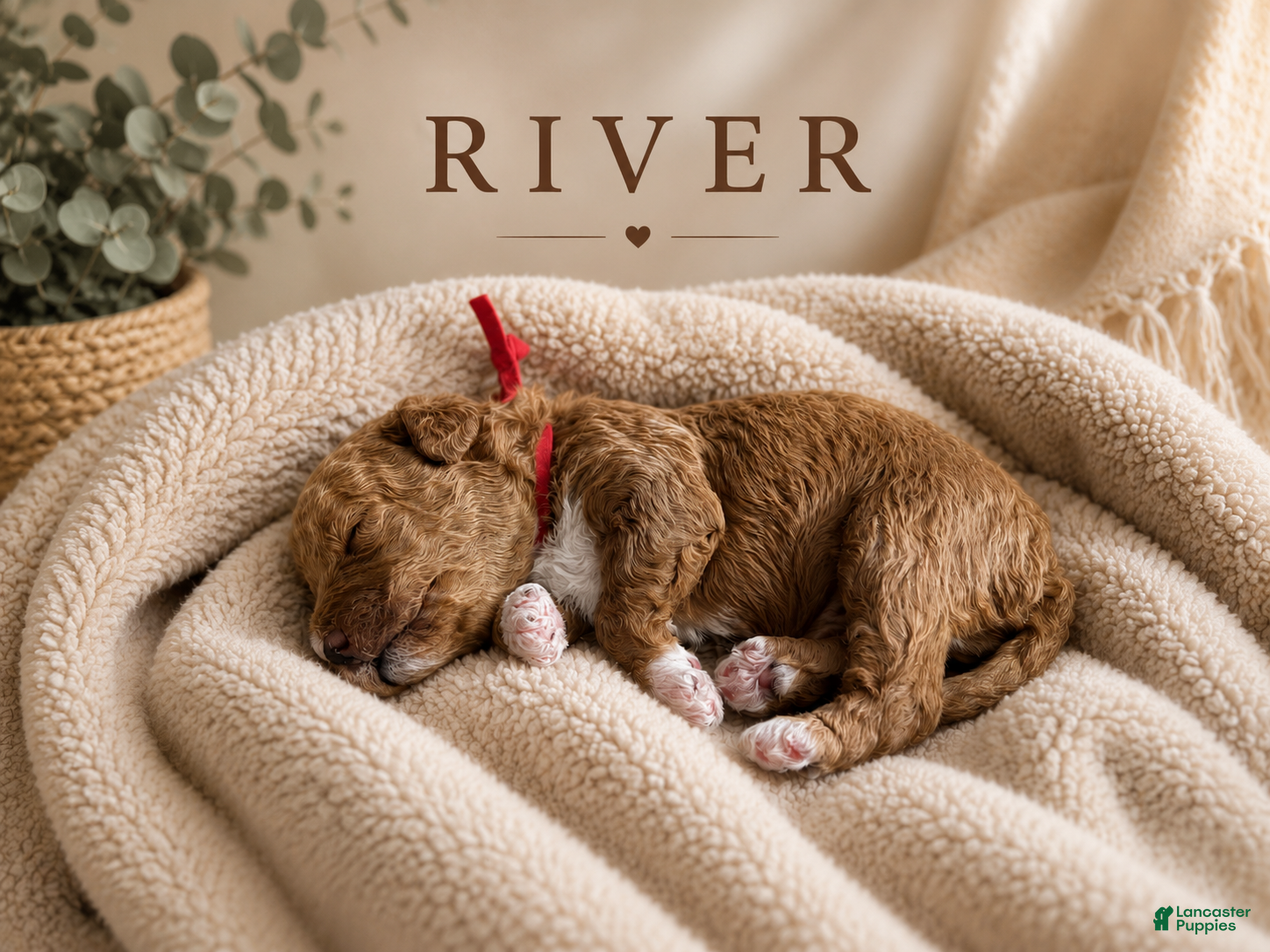 Miniature Poodle dogs River - Ad 27