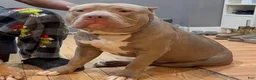American Bully dogs for sale: Venus - Ad 21