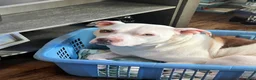 Mixed Breed dogs for sale: Mixed Breed 9 - Ad 5