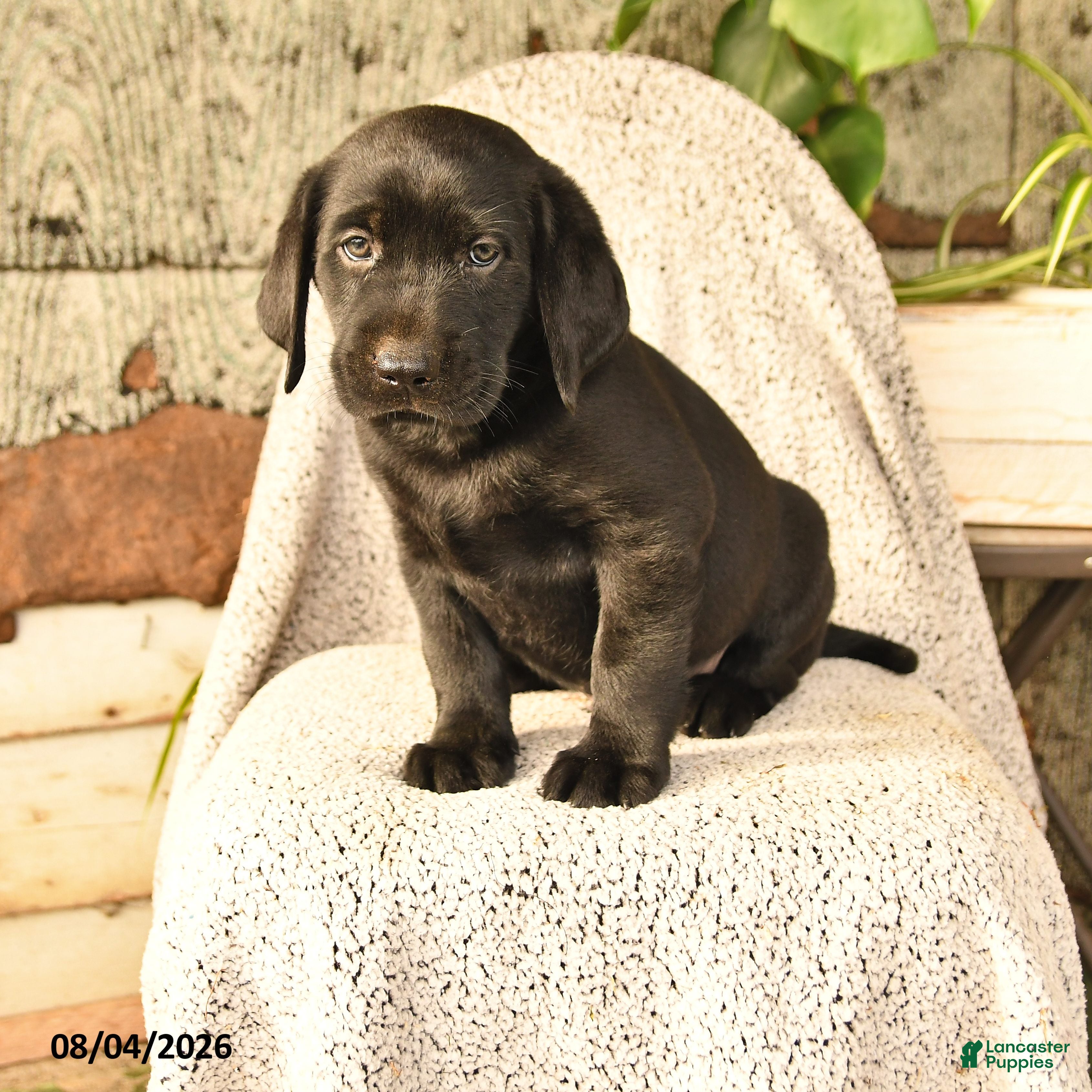 Labrador Retriever dogs Milo - Ad 1