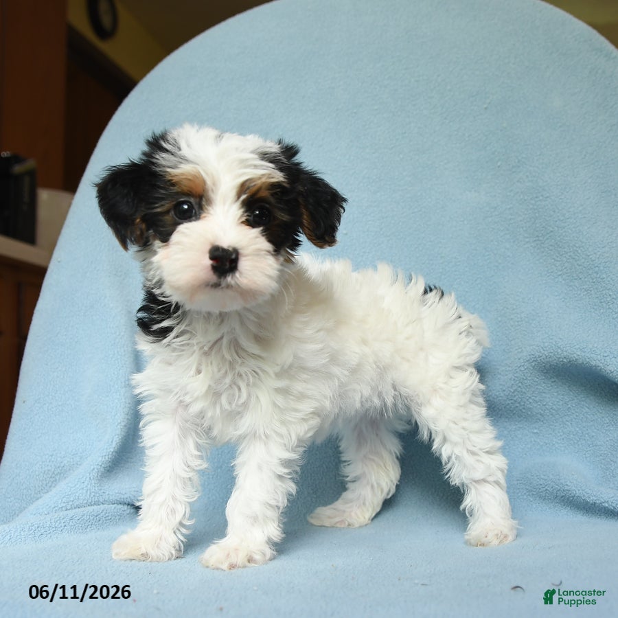 Yorkiepoo dogs Lollypop - Ad 2