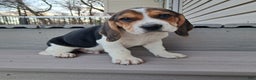 Beagle dogs for sale: RANGER - Ad 1
