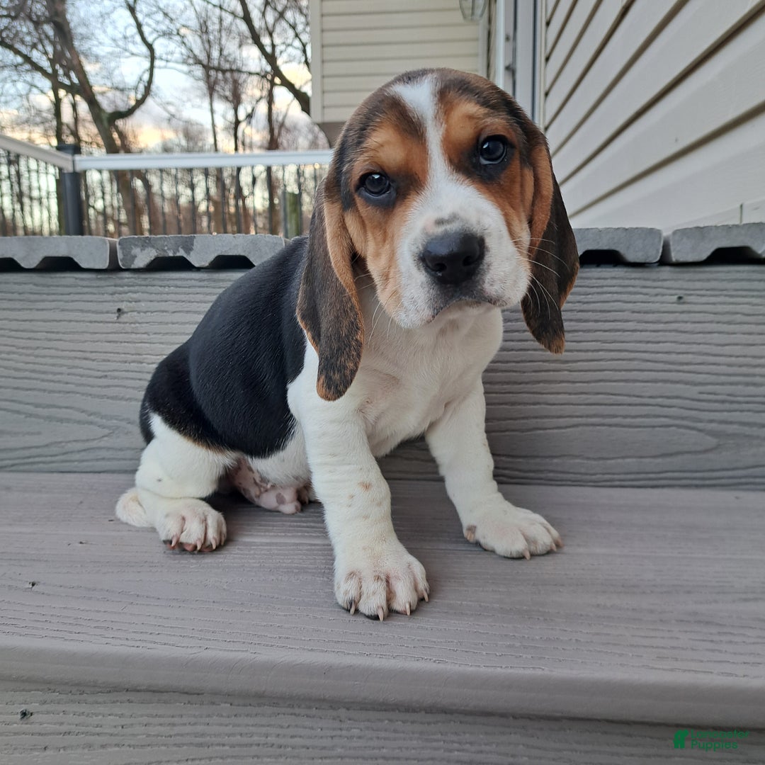 Beagle dogs for sale: RANGER - Ad 1