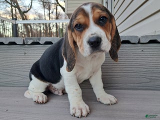 Beagle dogs RANGER - Ad 7