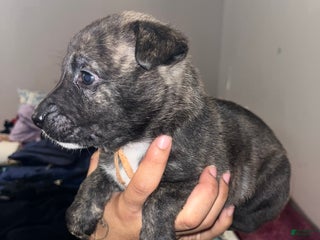 Mixed Breed dogs - Ad 26