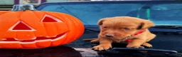 Labrador Retriever dogs for sale: Labrador Retriever 1 - Ad 4