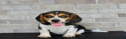 Beagle dogs for sale: Benji - Ad 3