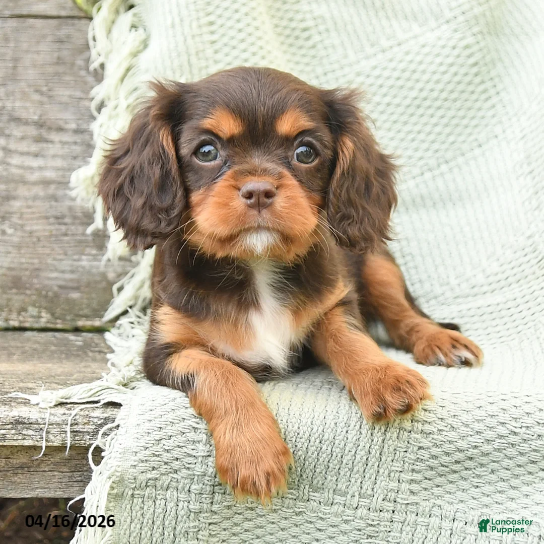Cavalier King Charles Spaniel dogs for sale: Trixie - Ad 2