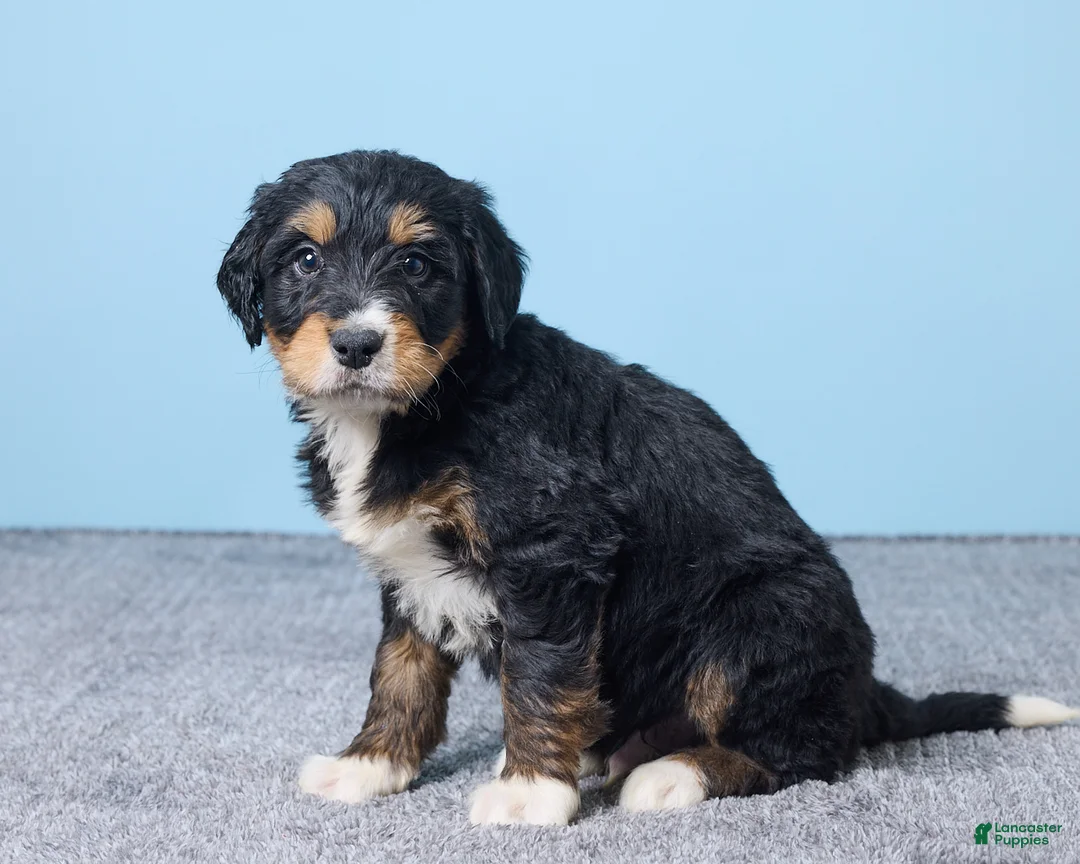 Bernedoodle dogs for sale: Hershey - Ad 4