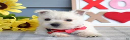 West Highland Terrier dogs for sale: Bella - Ad 12