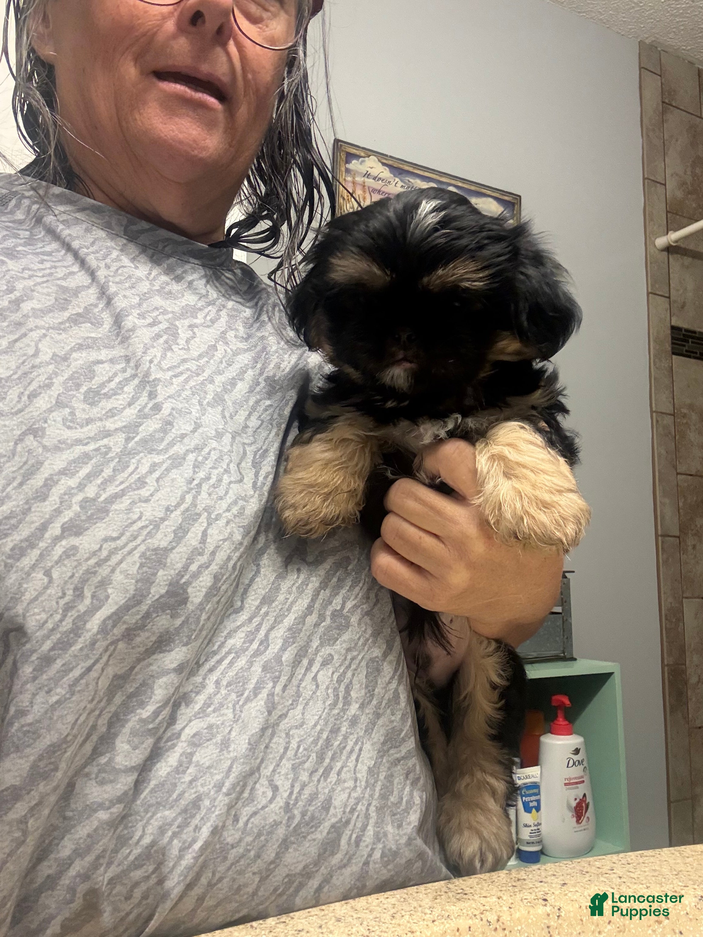 Shih Tzu dogs for sale: Shih Tzu Puppy 1 - Ad 2