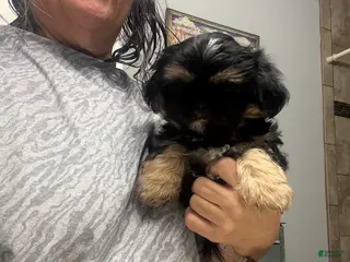Shih Tzu dogs for sale: Shih Tzu Puppy 1 - Ad 2