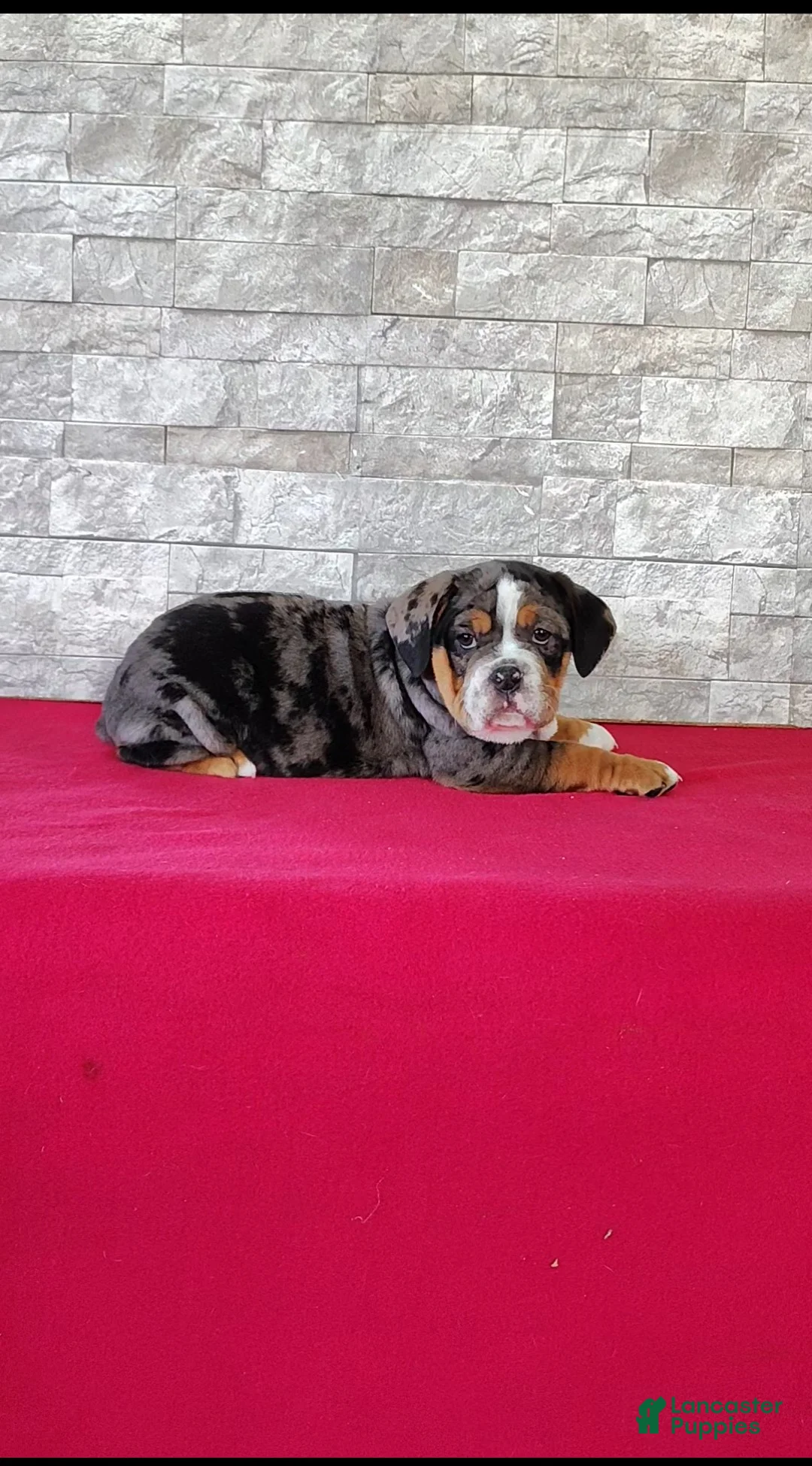 Beabull dogs for sale: Breanna - Ad 1