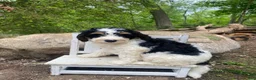 Bernedoodle dogs for sale: Scooby - Ad 3