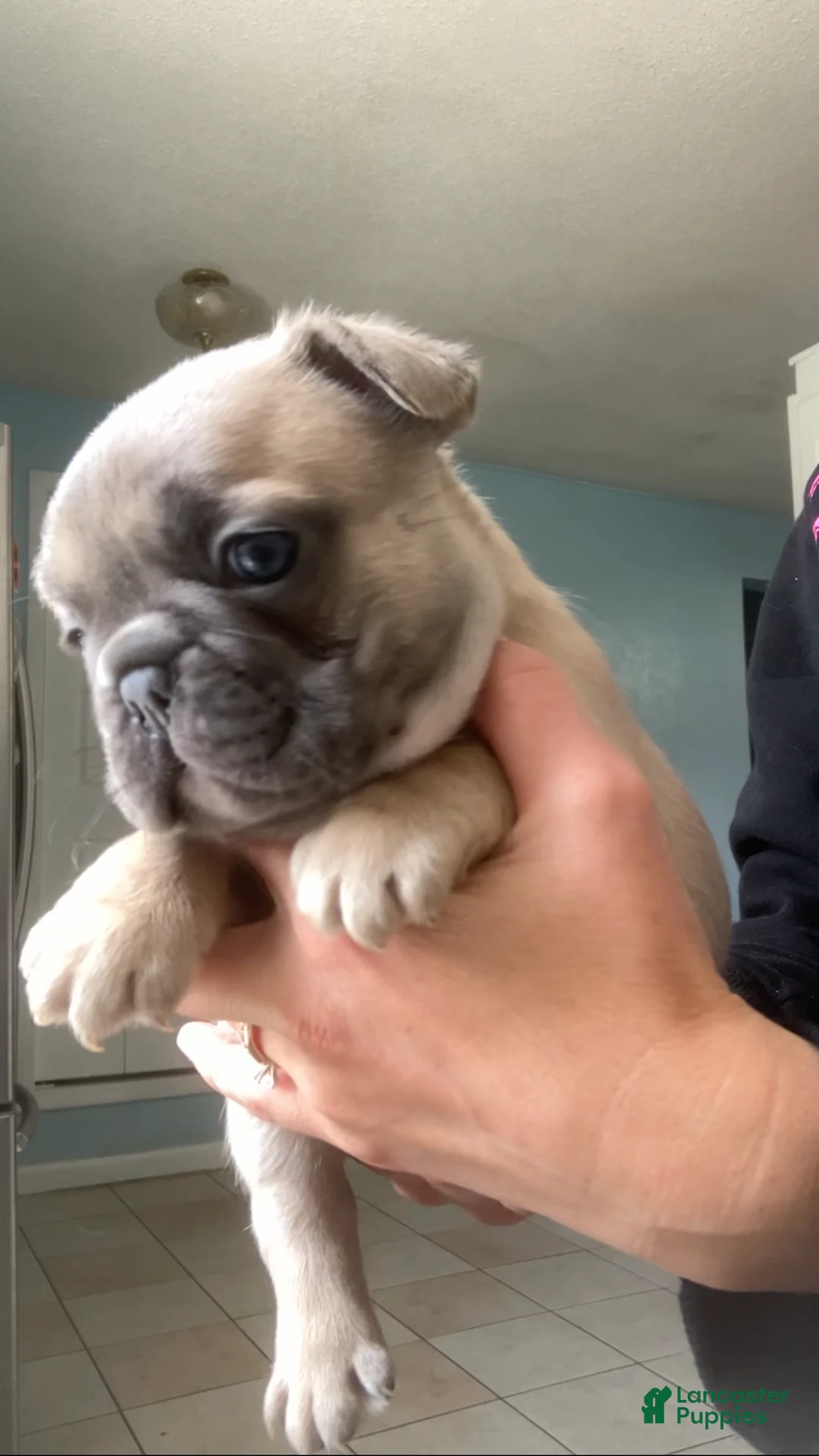 French Bulldog dogs for sale: Spud - Ad 17