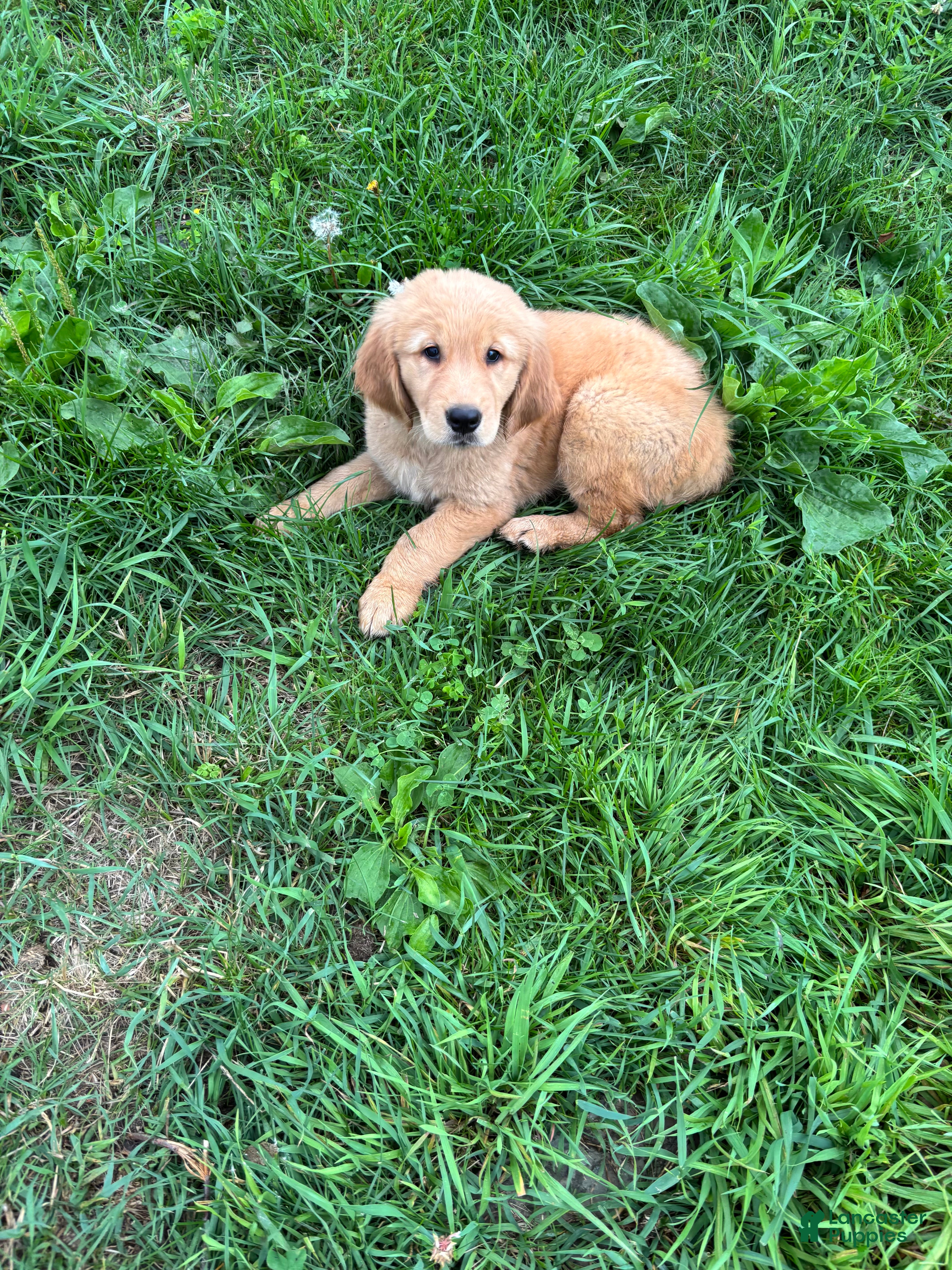 Golden Retriever dogs Sadie - Ad 31