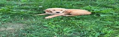 Sadie