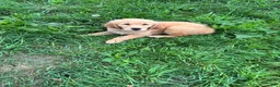Golden Retriever dogs for sale: Sadie - Ad 1