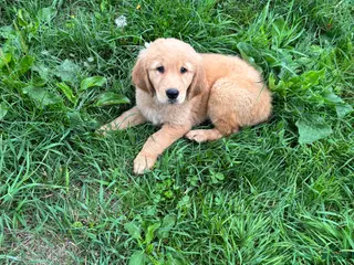 Golden Retriever dogs Sadie - Ad 31