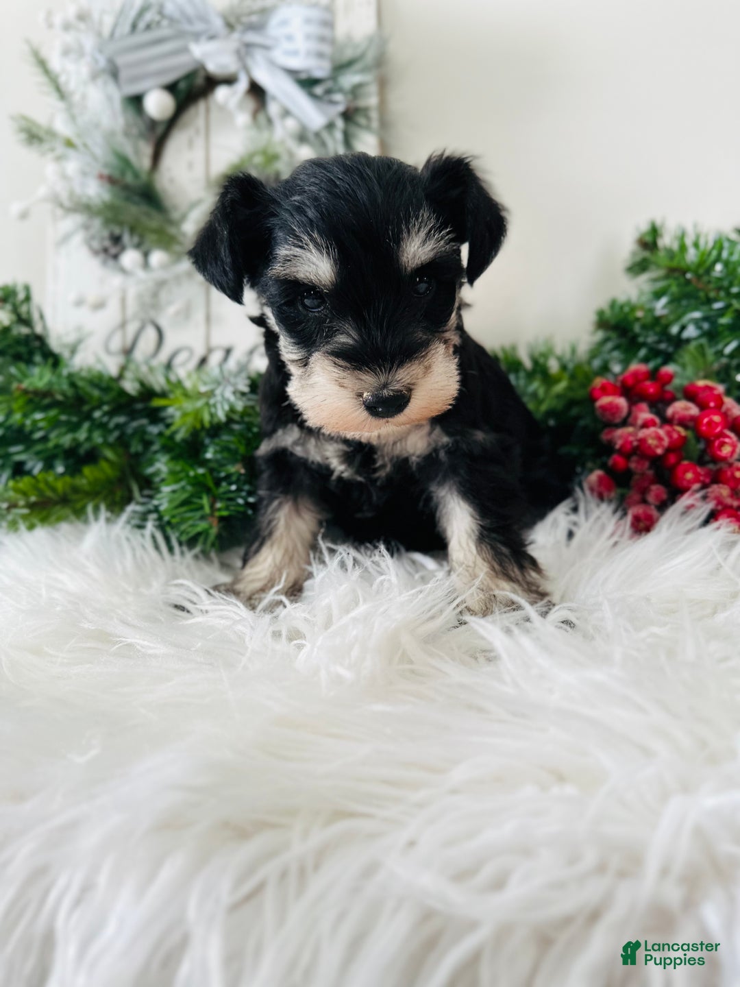 Miniature Schnauzer dogs for sale: Brody - Ad 4