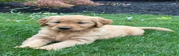 Golden Retriever dogs for sale: Zara - Ad 4