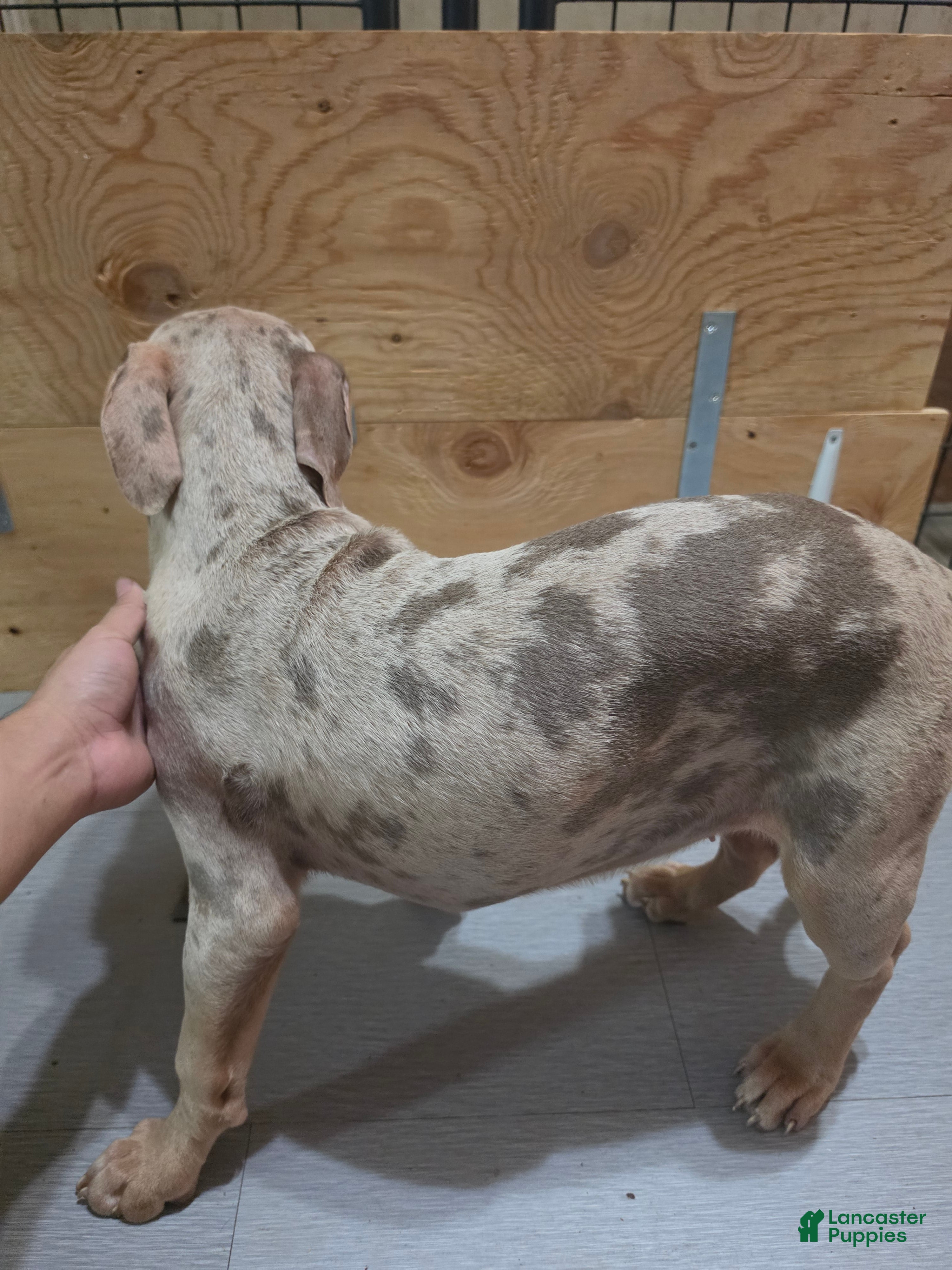 American Bully dogs American Bully 4 female - Ad 2