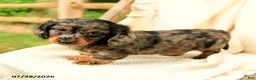 Miniature Dachshund dogs for sale: Darren  - Ad 5