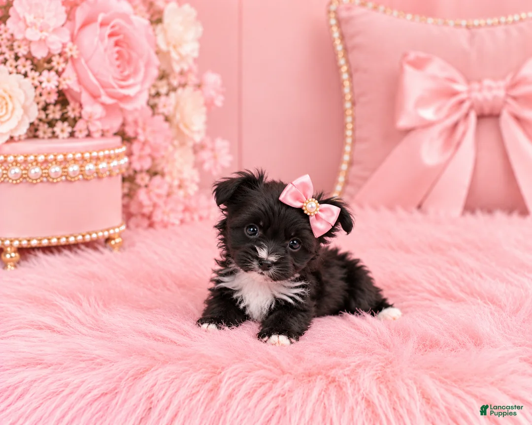 Yorkshire Terrier dogs for sale: Teacup Yorkshire Terrier 1 - Ad 3