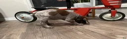 German Shorthaired Pointer dogs for sale: John - Ad 3