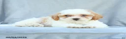 Bichpoo dogs for sale: Ziggy - Ad 3