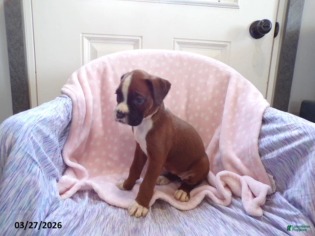 Boxer dogs for sale: Cloe - Ad 5