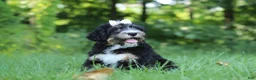Mini Bernedoodle dogs for sale: Phoebe - Ad 10