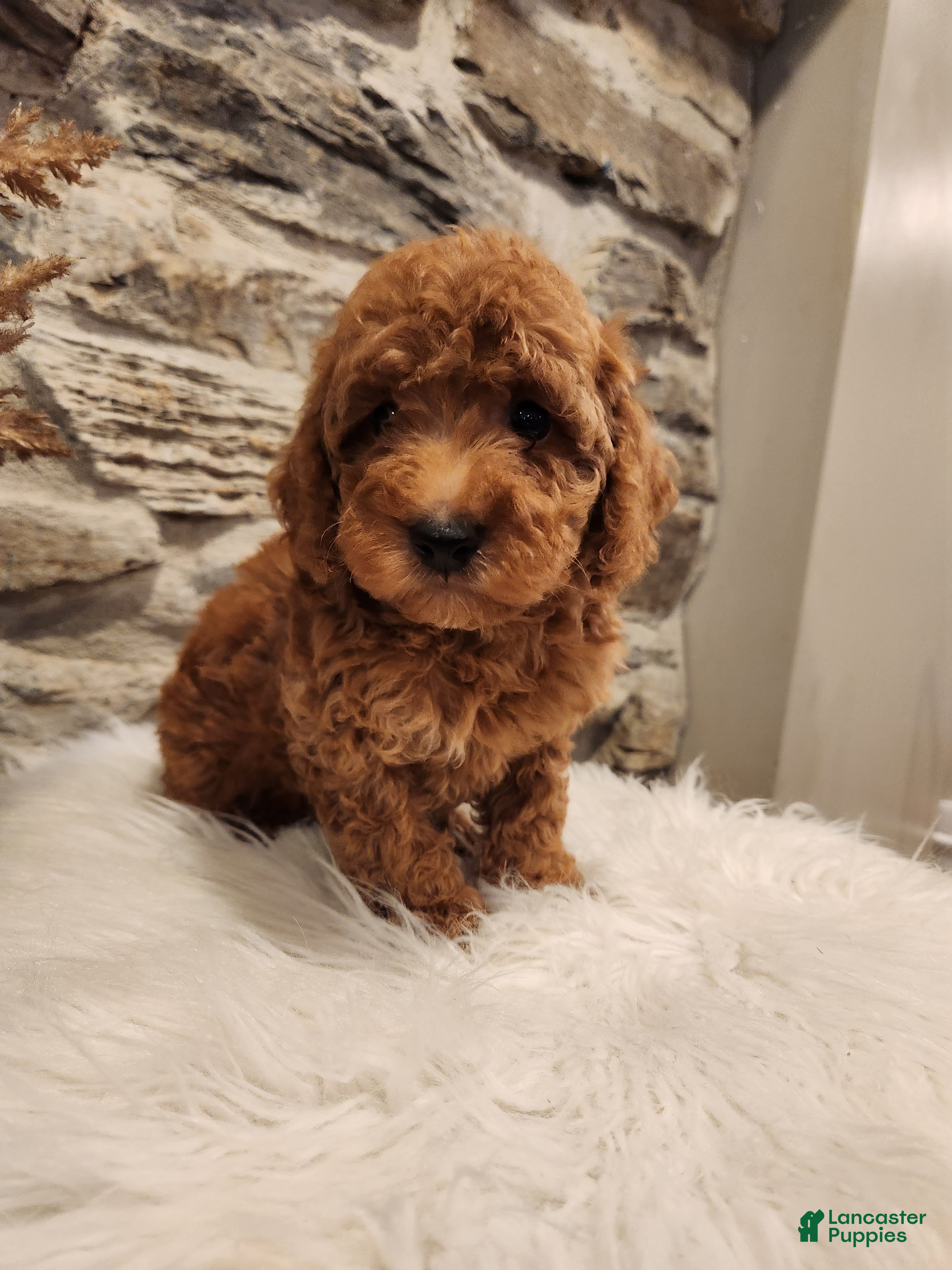 Mini Goldendoodle dogs BREEZE - Mini Goldendoodle Puppy 9 - Ad 1