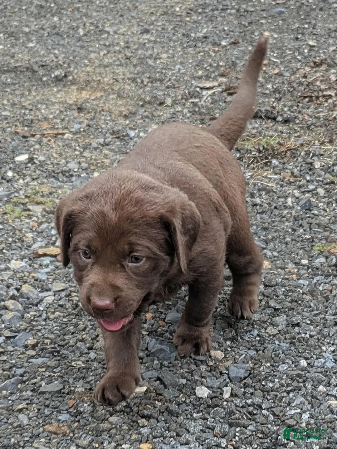 Labrador Retriever dogs for sale: Rosie - Ad 1