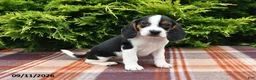 Beagle dogs for sale: Bentley - Ad 2