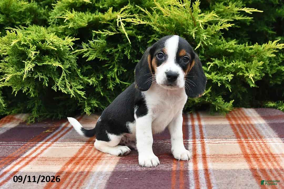 Beagle dogs for sale: Bentley - Ad 2